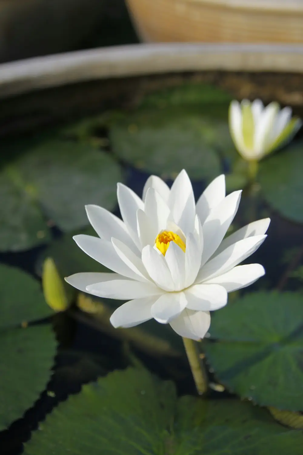 A white water lily open on a dark pond at dawn, a bud beside it and mist over the water.