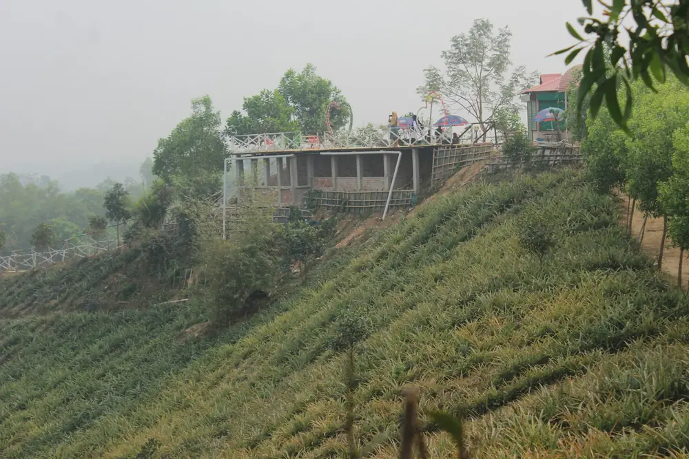 Rows of tea bushes on a misty hill in Sylhet, shade trees fading into the fog, two pickers far along the path.